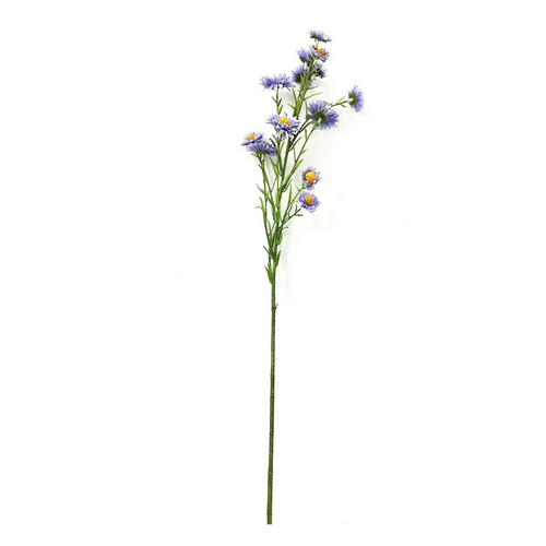 Aster Lavender Stems Box/12