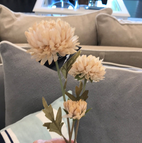 Chrysanthemum Cream
