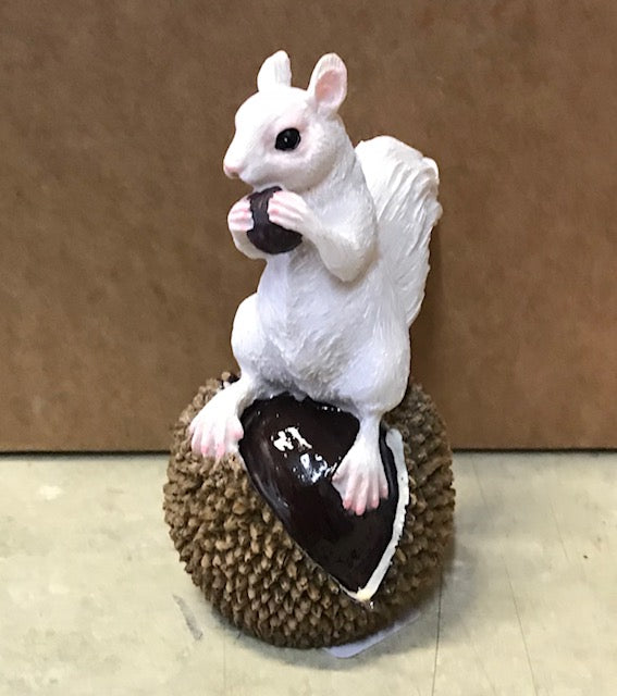 Cute white squirrel eating part of the walnut he's perched on top of.