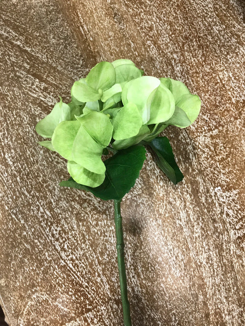 Hydrangea Short Stem Green