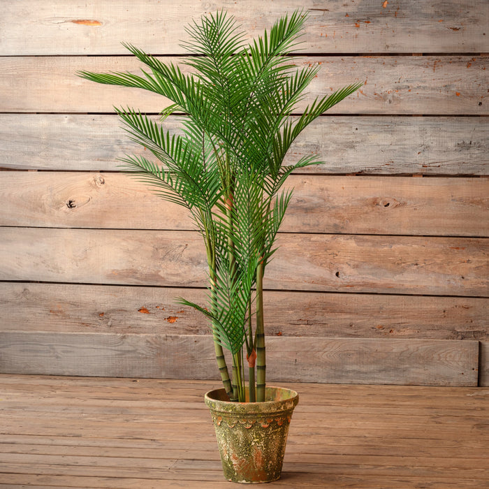 Potted Bamboo Palm 62" Set/2