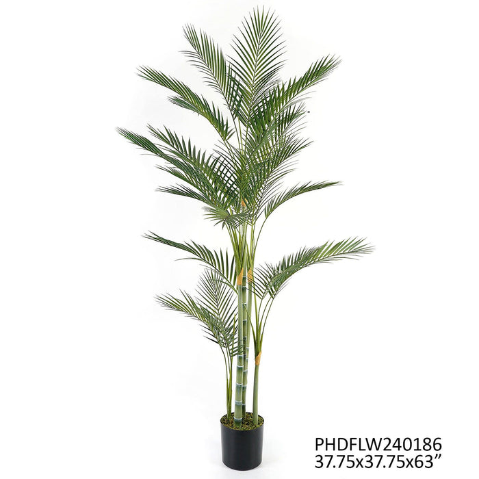 Potted Bamboo Palm 62" Set/2